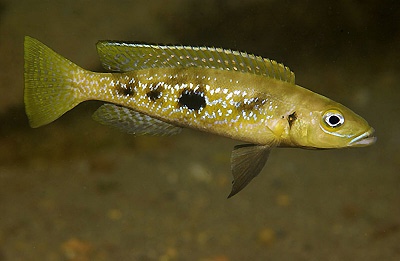 Lepidiolamprologus attenuatus 'Cape Nangu'